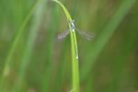 Lestes sponsa