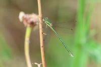 Lestes virens