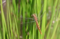 Orthetrum brunneum