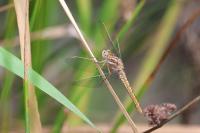Orthetrum brunneum