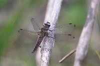 Libellula fulva
