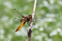 Libellula depressa