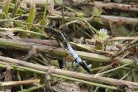 Orthetrum albistylum