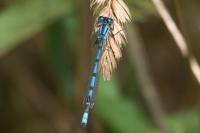 Enallagma cyathigerum