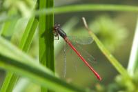 Ceriagrion tenellum