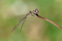 Chalcolestes viridis