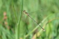 Lestes barbarus