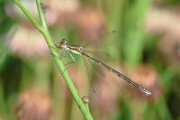 Lestes virens