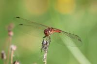 Sympetrum meridionale