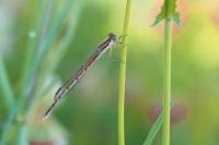 Sympecma fusca