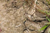 Lestes barbarus