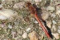 Sympetrum meridionale