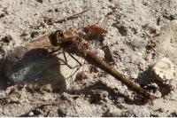Sympetrum striolatum