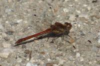 Sympetrum striolatum