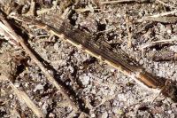 Sympecma fusca