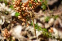 Sympetrum meridionale