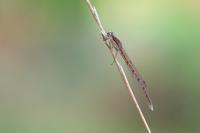 Sympecma fusca