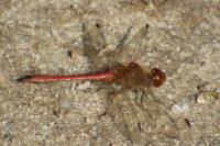 Sympetrum meridionale