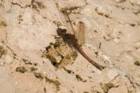 Sympetrum striolatum