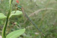 Lestes barbarus