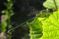 Lestes virens
