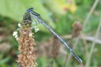 Agrion à larges pattes