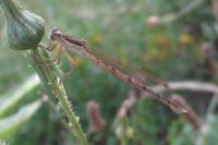 Sympecma fusca