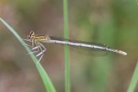 Platycnemis pennipes