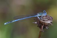 Platycnemis pennipes