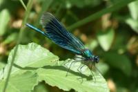 Calopteryx splendens