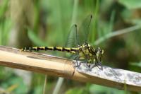 Onychogomphus forcipatus