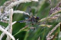 Libellula quadrimaculata