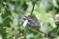 Libellula depressa