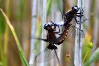Libellula fulva