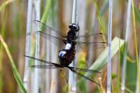 Libellula fulva