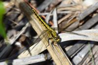 Orthetrum cancellatum