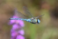 Aeshna affinis