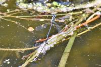 Platycnemis pennipes