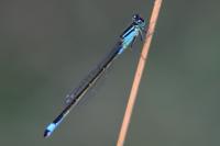 Ischnura elegans