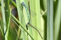 Coenagrion puella