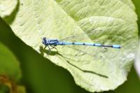 Coenagrion puella