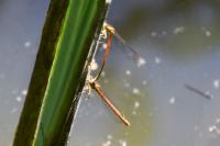 Platycnemis acutipennis