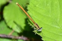 Platycnemis acutipennis