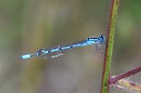 Enallagma cyathigerum