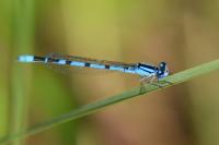 Enallagma cyathigerum