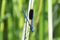 Calopteryx splendens