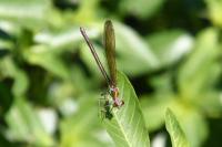Calopteryx splendens