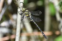 Cordulegaster boltonii