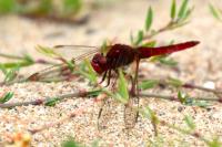 Crocothemis erythraea