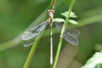 Lestes virens